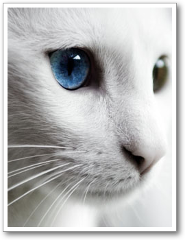 white_cat